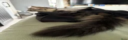 Maine Coon cats for sale: Beautiful Maine coon cross tabby boy neutered  - Advert 6