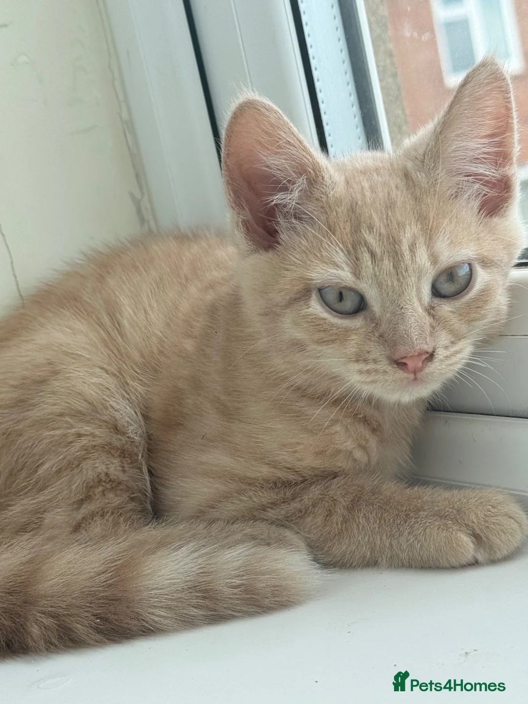 Mixed Breed cats for sale: Beautiful little ginger boy - Advert 1
