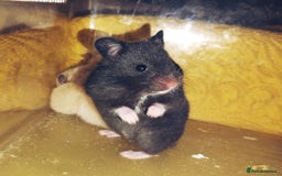 Hamster rodents for sale: Beautiful male and female Syrian hamsters  - Image 1