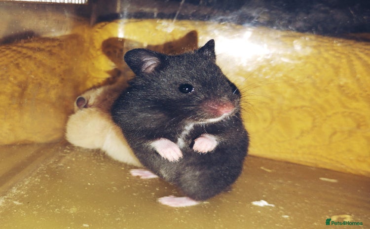 Hamster rodents - Advert 7