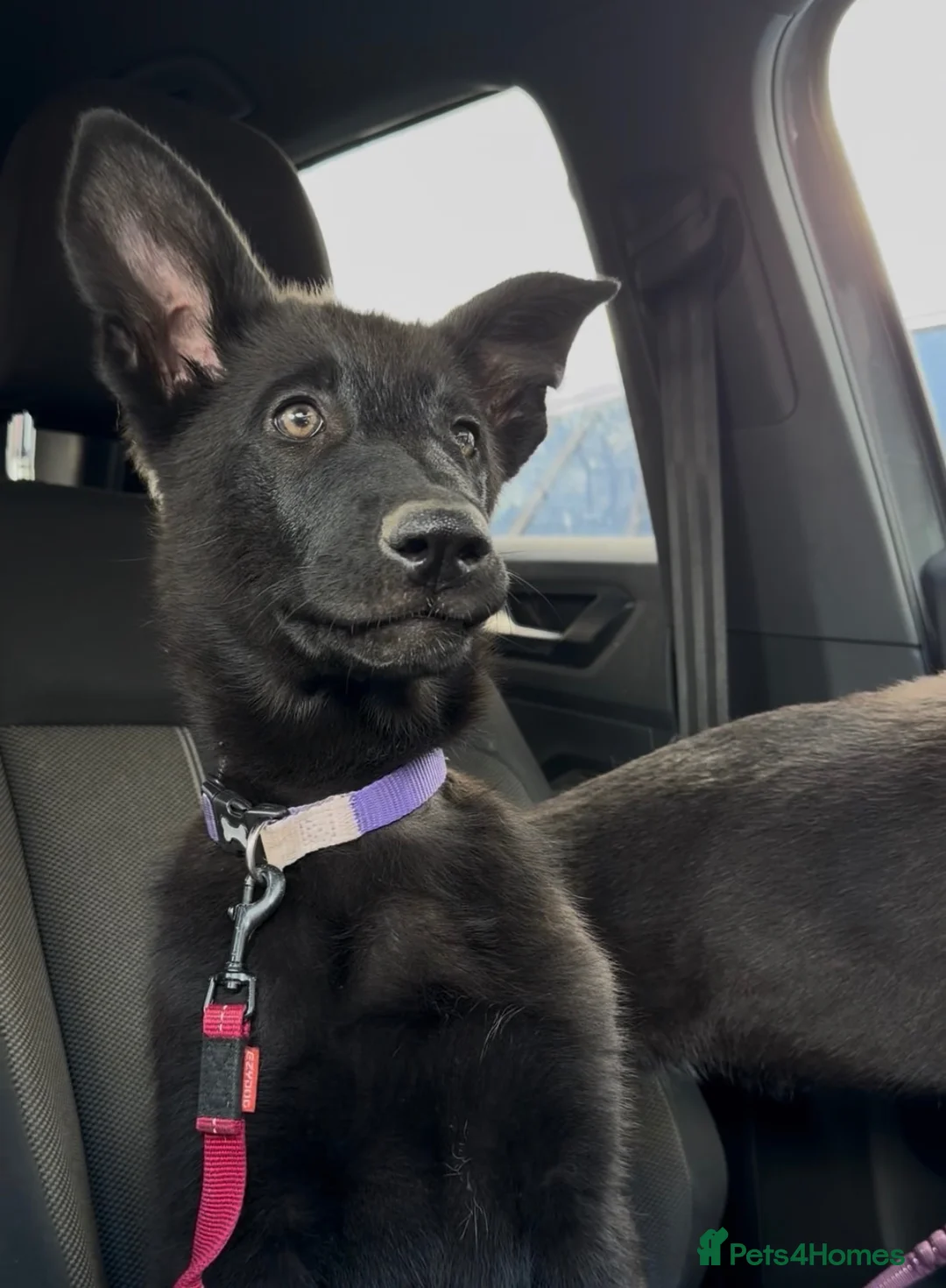 German Shepherd dogs for sale: Healthy German Shepherd Puppies - Advert 2