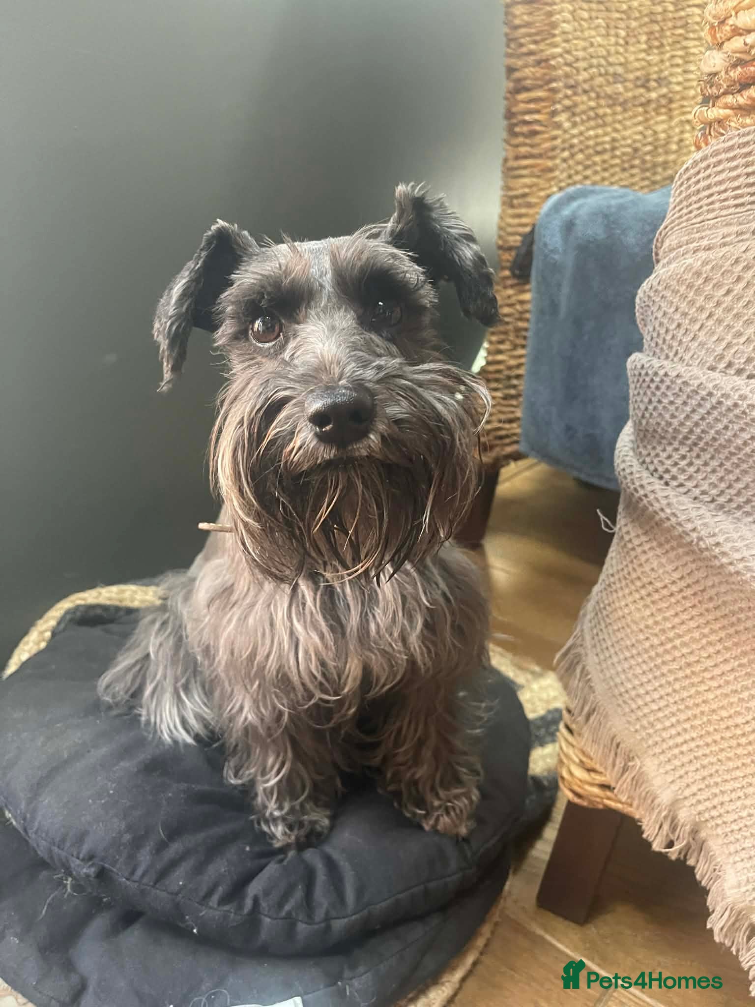 Miniature Schnauzer dogs Miniature Schnauzer Liver gene litter - Advert 7