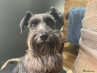 Miniature Schnauzer dogs Miniature Schnauzer Liver gene litter - Advert 1