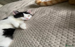 British Shorthair cats for sale: Tabitha and Ivory - Image 5