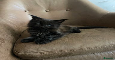 Maine Coon cats - Advert 2