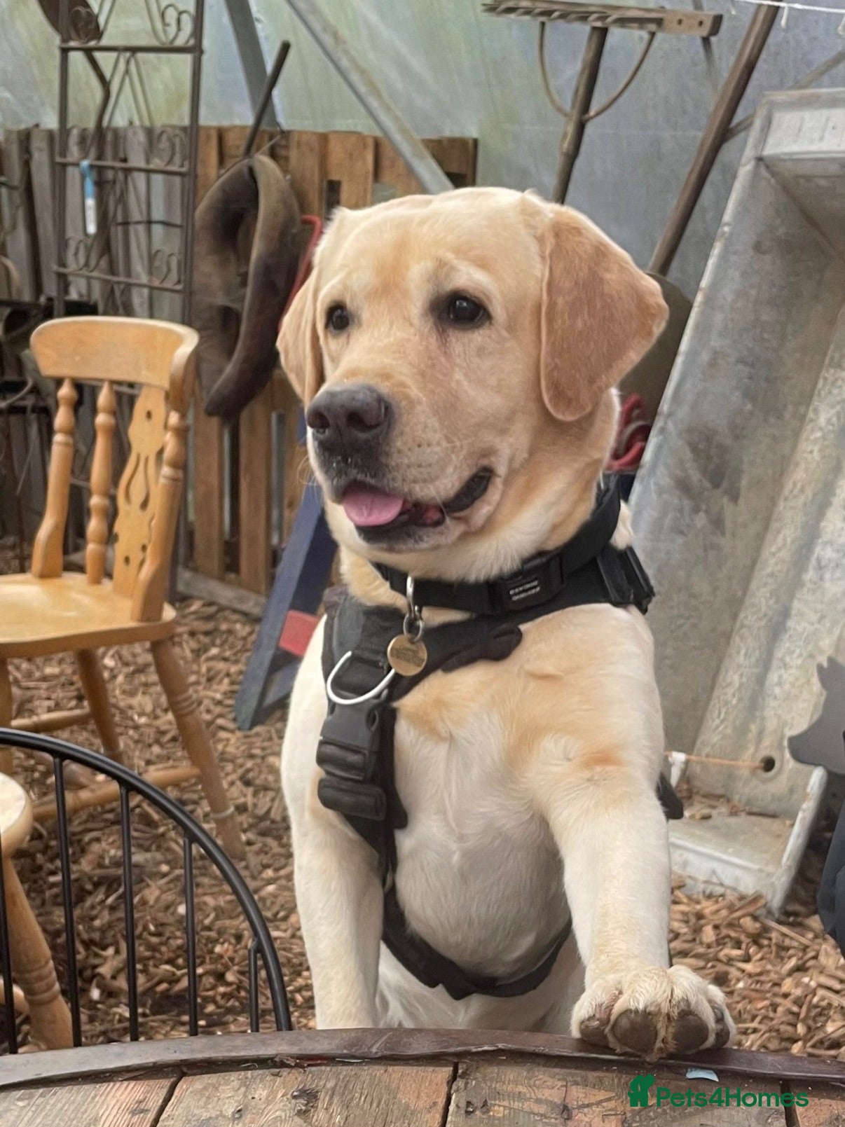 Labrador Retriever dogs Male yellow labs with the best genes - Advert 15