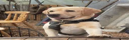 Labrador Retriever dogs for stud: Male yellow labs with the best genes in London - Advert 1