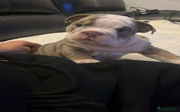 English Bulldog dogs for sale: Beautiful British bulldog pups  - Image 3