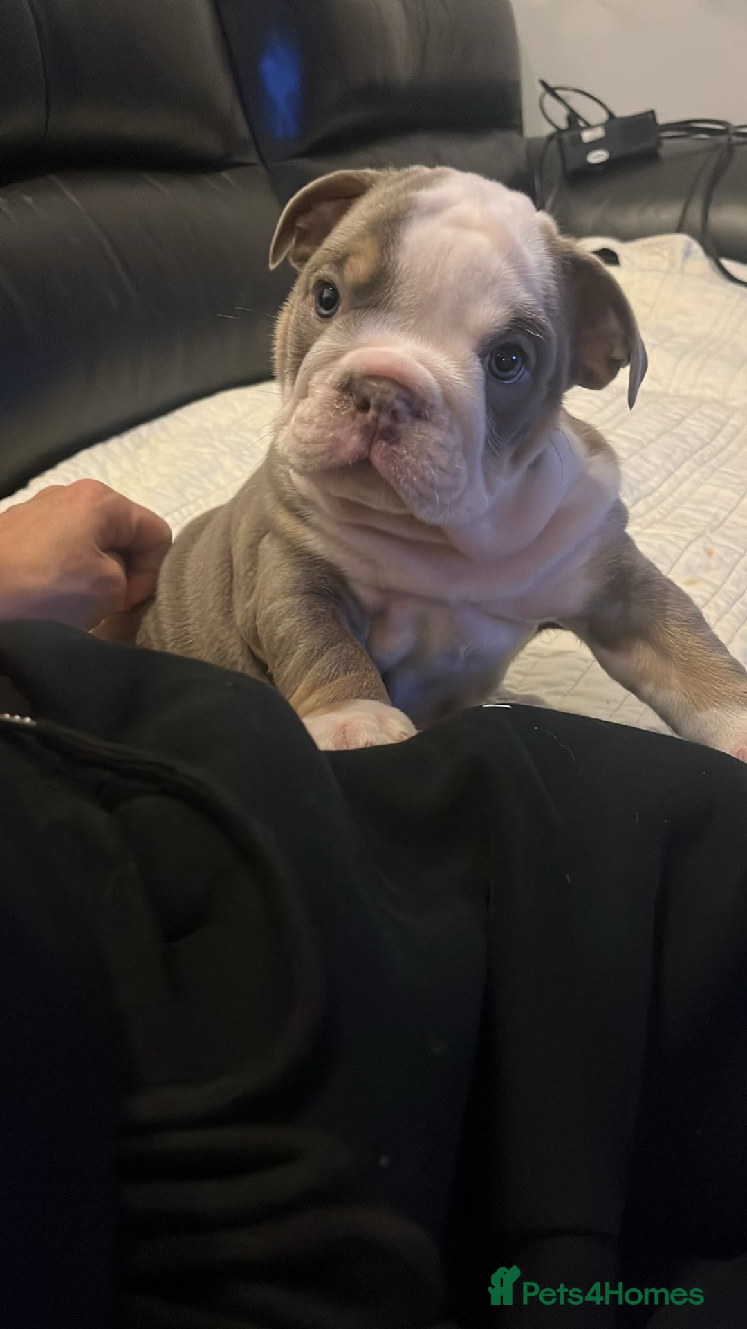 English Bulldog dogs for sale: Beautiful British bulldog pups  - Image 3