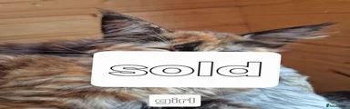 Maine Coon 2
