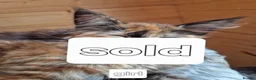 Maine Coon cats for sale: Mein con  - Advert 15