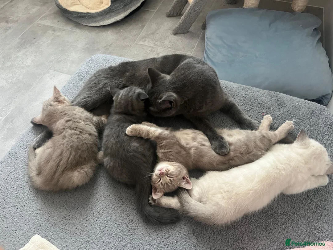 British Shorthair cats for sale: 🐾 GCCF Registered British Shorthair Kittens  - Advert 20