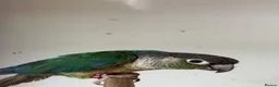 Mixed Breed birds for sale: Variety of rosellas & conure - Advert 3