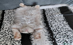 Maine Coon cats for sale: 💖 Maine Coon Kitten Boy Looking for a new home  - Image 16