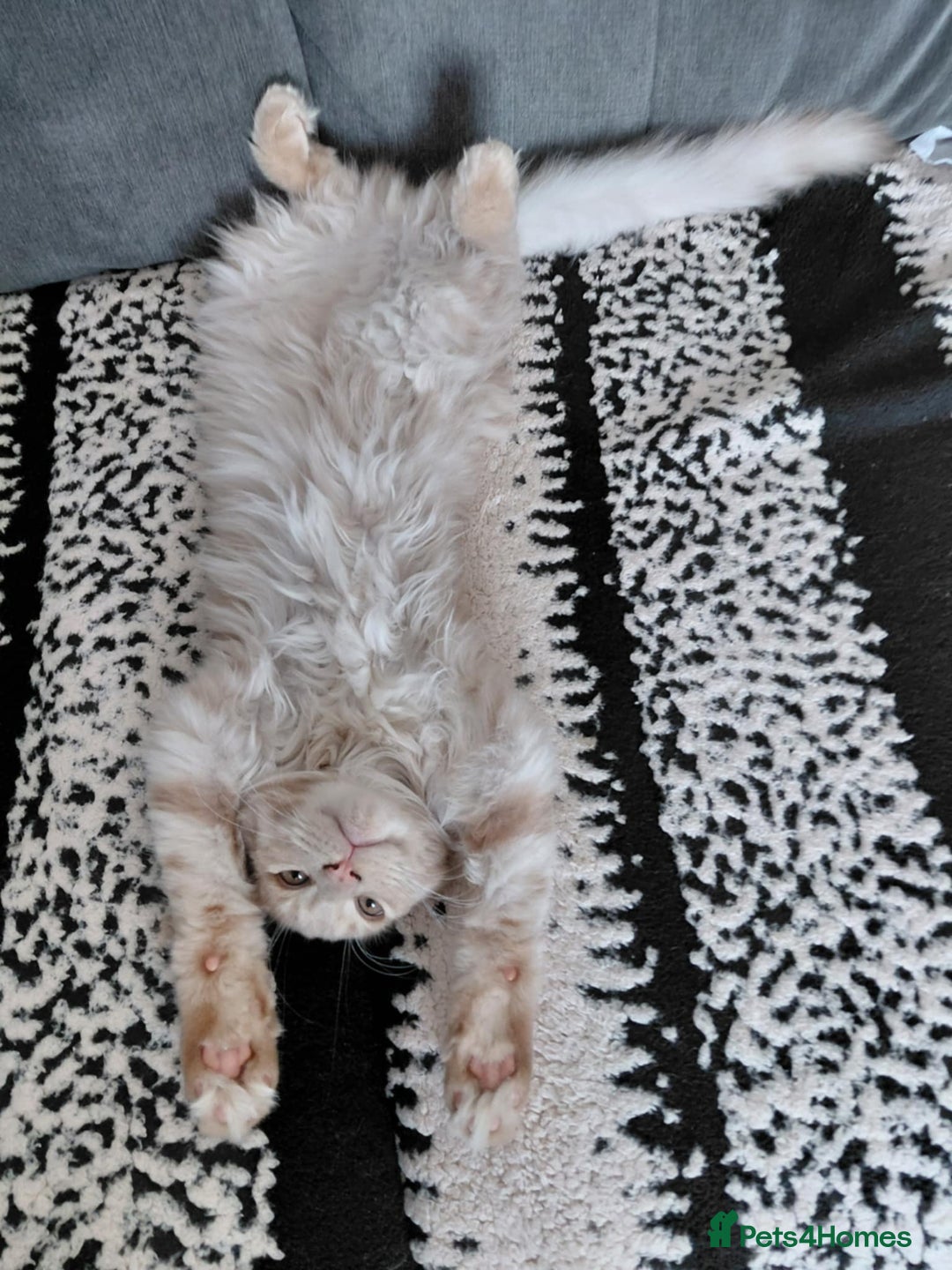 Maine Coon cats for sale: 💖 Maine Coon Kitten Boy Looking for a new home  - Image 16