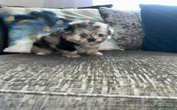 Pomeranian dogs for sale: TINY MARBLE POMERANIAN GIRL  - Image 4