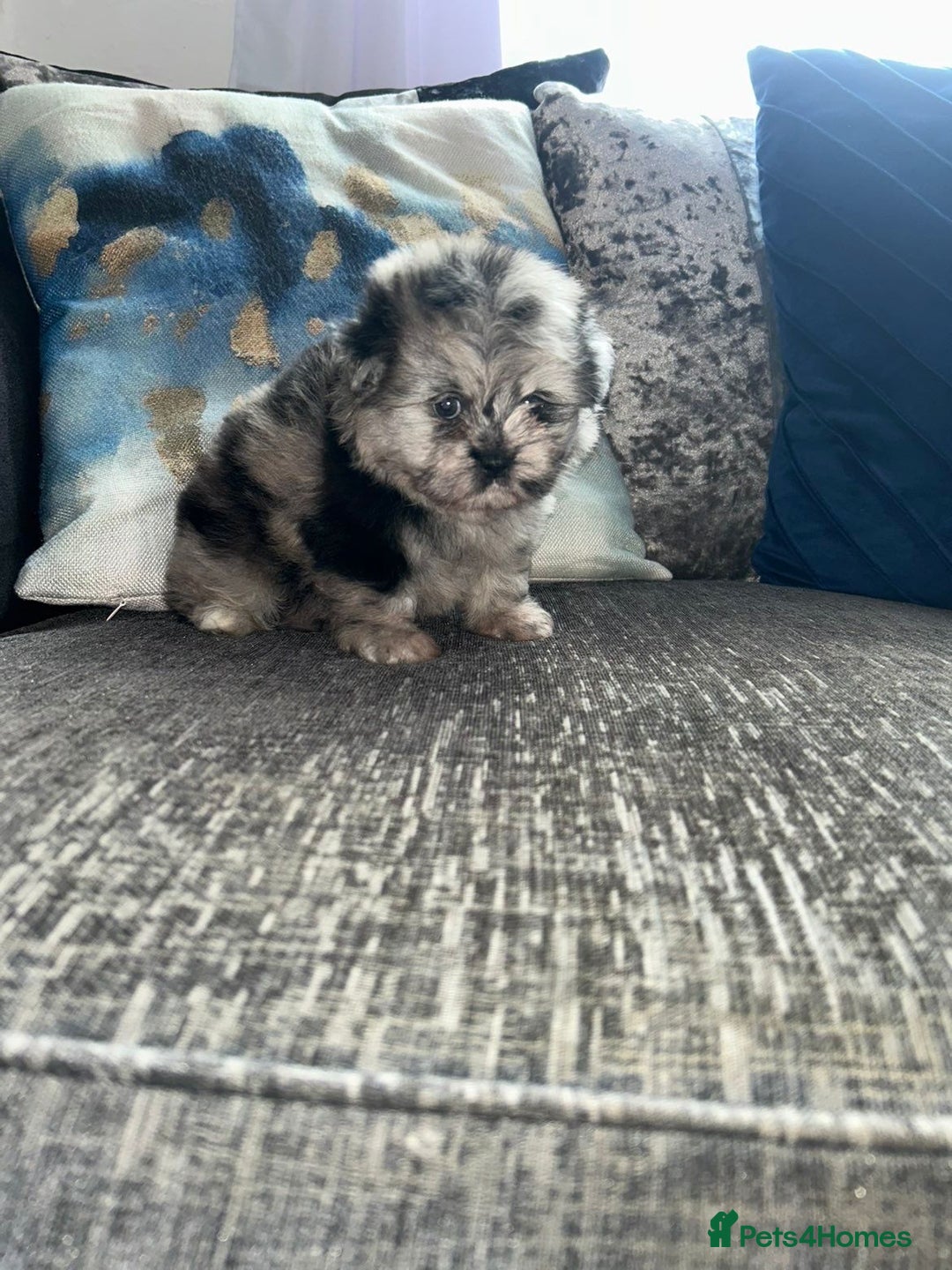Pomeranian dogs for sale: TINY MARBLE POMERANIAN GIRL  - Image 4