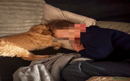 Mixed Breed dogs for sale: Cocker Spaniel X Pomeranian - Advert 7