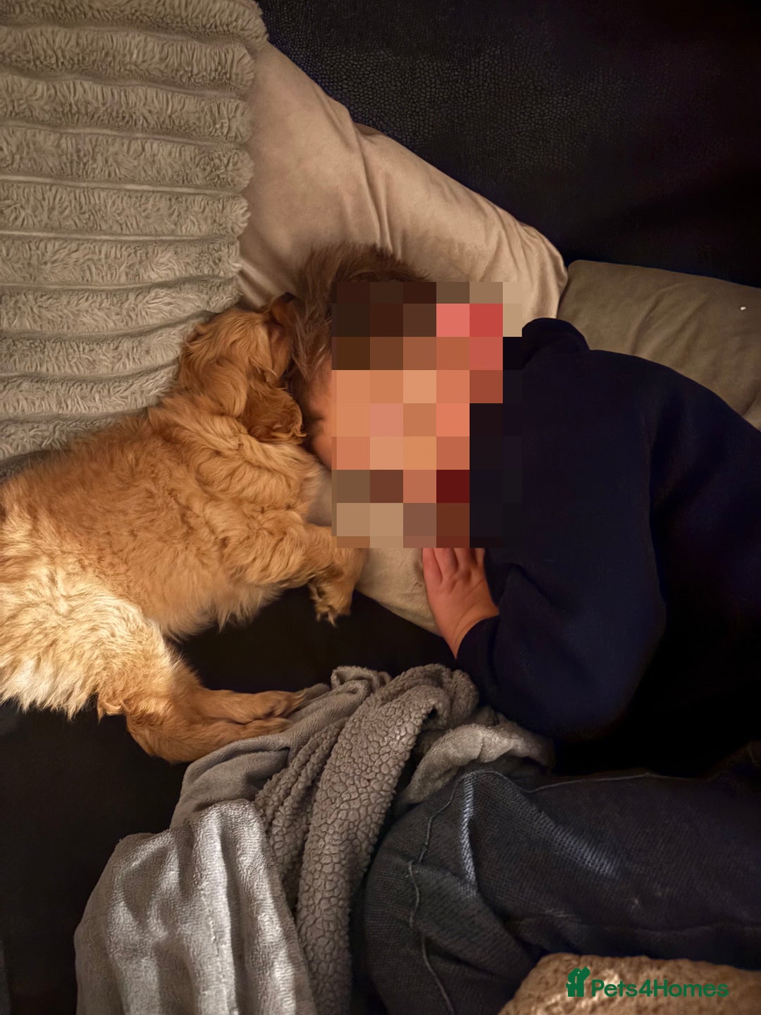 Mixed Breed dogs for sale: Cocker Spaniel X Pomeranian - Advert 7