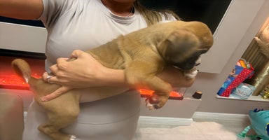 Boxer dogs - Advert 13