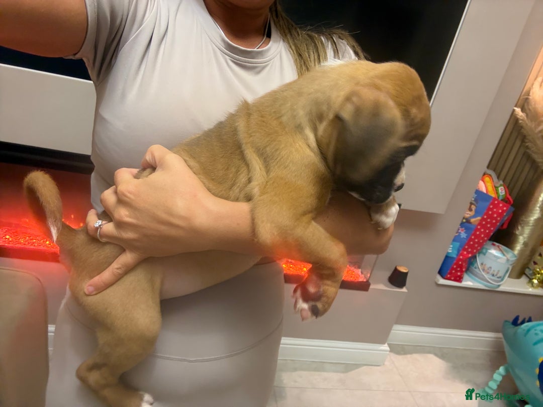 Boxer dogs for sale: Reduced Ready Now Kc Boxer Puppies - Image 2