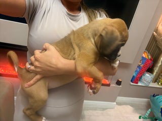 Boxer dogs - Advert 14