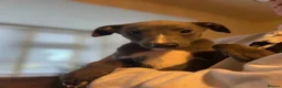 Whippet dogs for sale: KC registered Whippets health tested parents - Advert 1