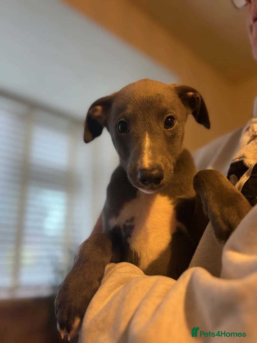 Whippet dogs for sale: KC registered Whippets health tested parents - Advert 1