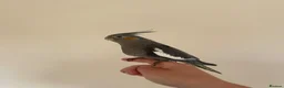 Cockatiels birds for sale: Hand reared cockatiels  in Swanage - Advert 9