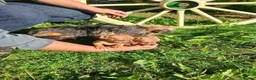 Border Terrier dogs for sale: 2 border terrier puppies for sale  - Advert 10