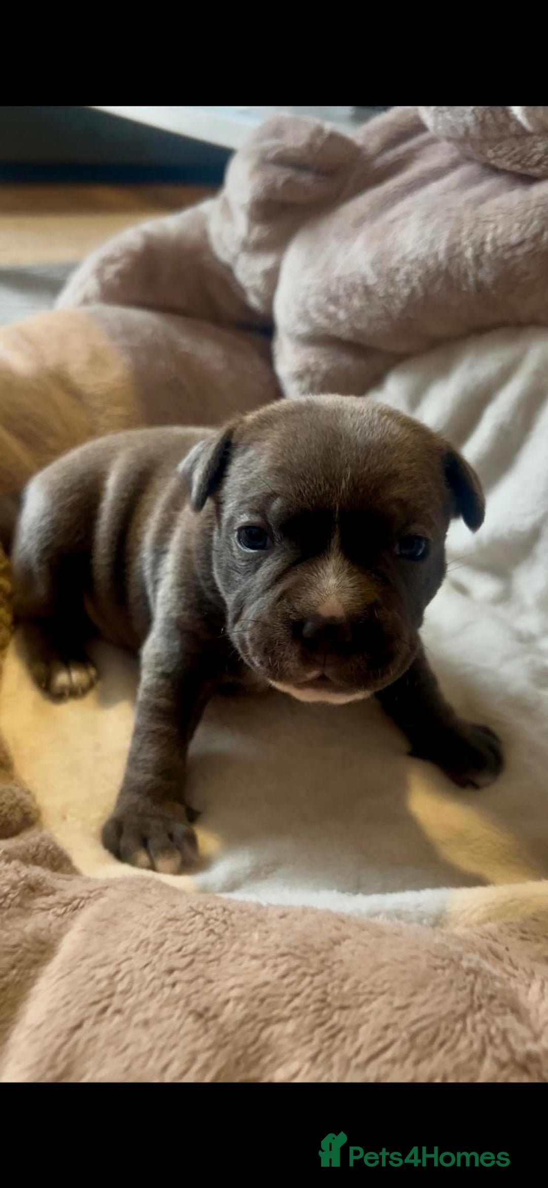 Staffordshire Bull Terrier dogs for sale: 🐾 Beautiful Staffordshire Bull Terrier Puppies 🐾 - Image 2