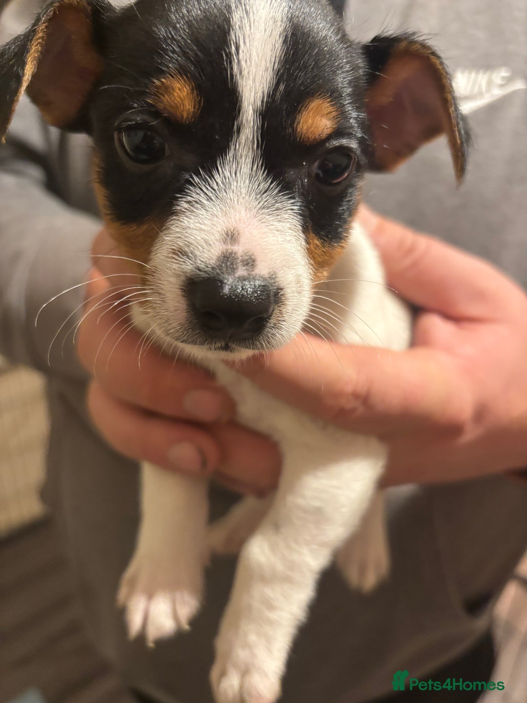 Jack Russell dogs for sale: Beautiful Jack Russell puppies  - Advert 13