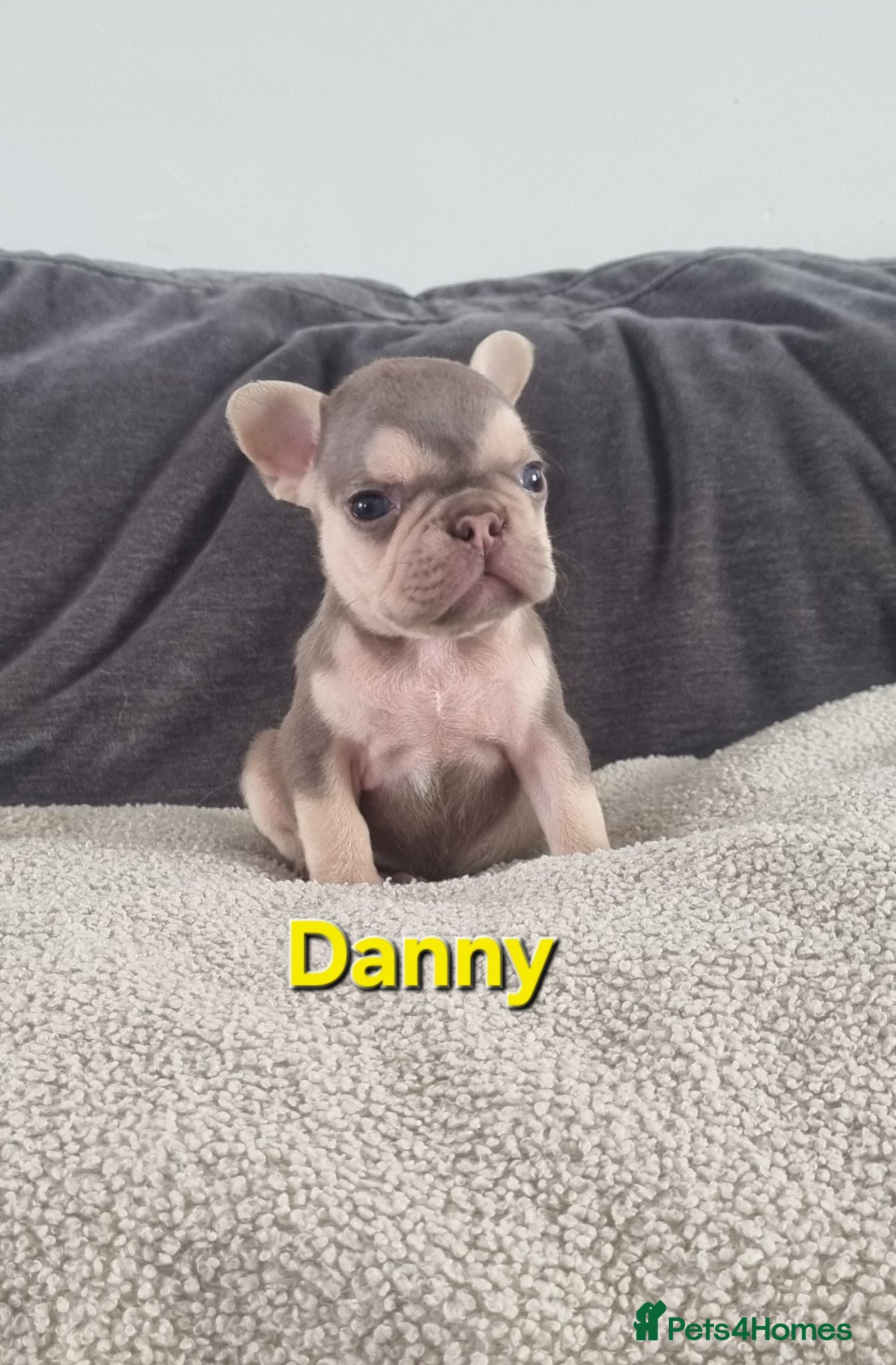 French Bulldog dogs Ready Chocolate & lilac French Bulldog puppy - Advert 2