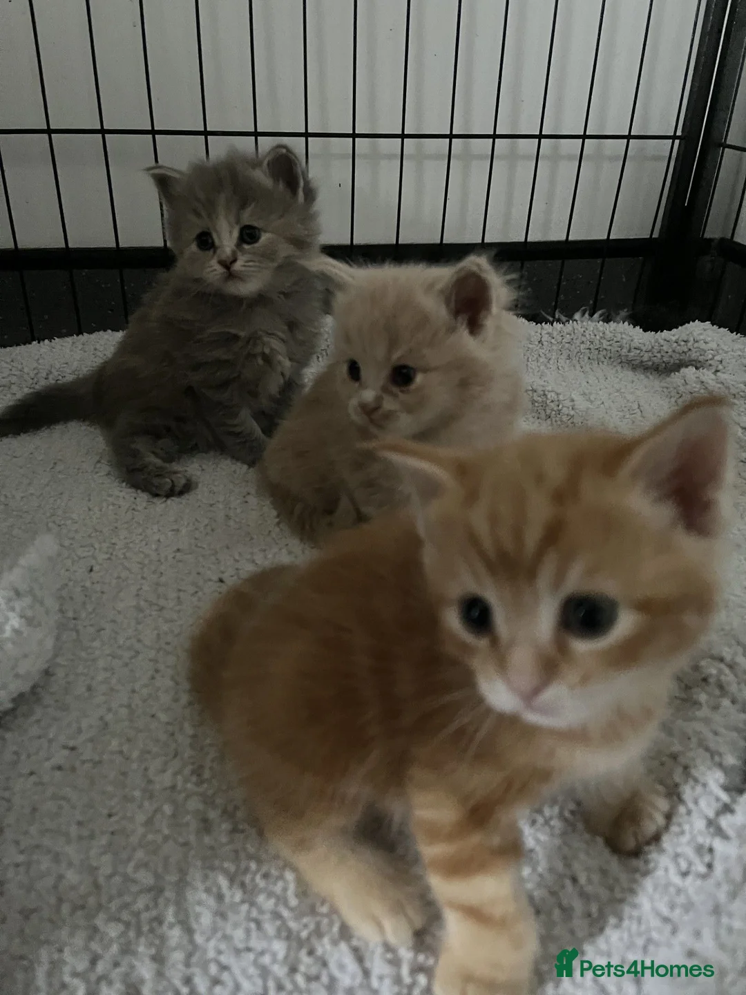British Shorthair cats for sale: GCCF Reg Stud Blue Carry Lilac Male - Advert 9