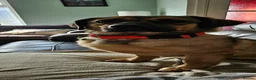 Mixed Breed dogs for adoption: Playful Philly - Advert 6