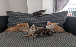 Mixed Breed cats for sale: Re advertising kittens  - Image 2