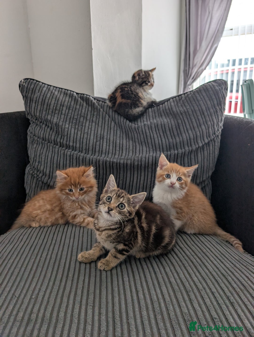 Mixed Breed cats for sale: Re advertising kittens  - Image 2