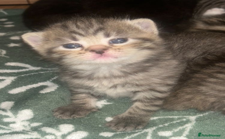 Mixed Breed cats - Advert 14