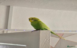 Budgerigars birds for sale: Young Male budgie  - Image 6