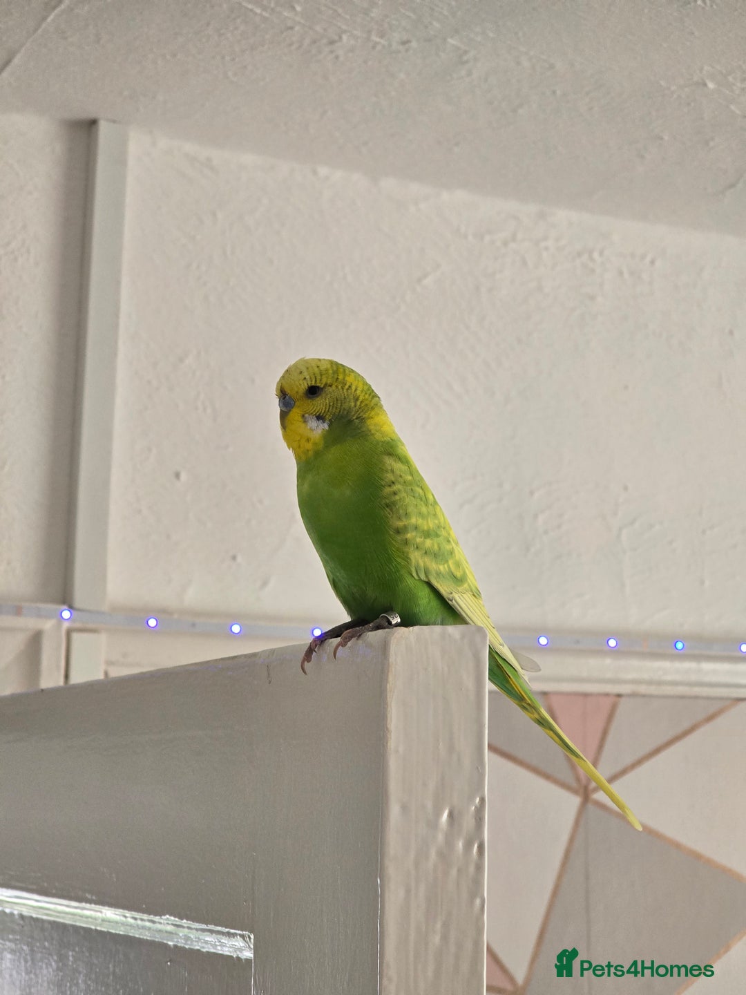 Budgerigars birds for sale: Young Male budgie  - Image 6