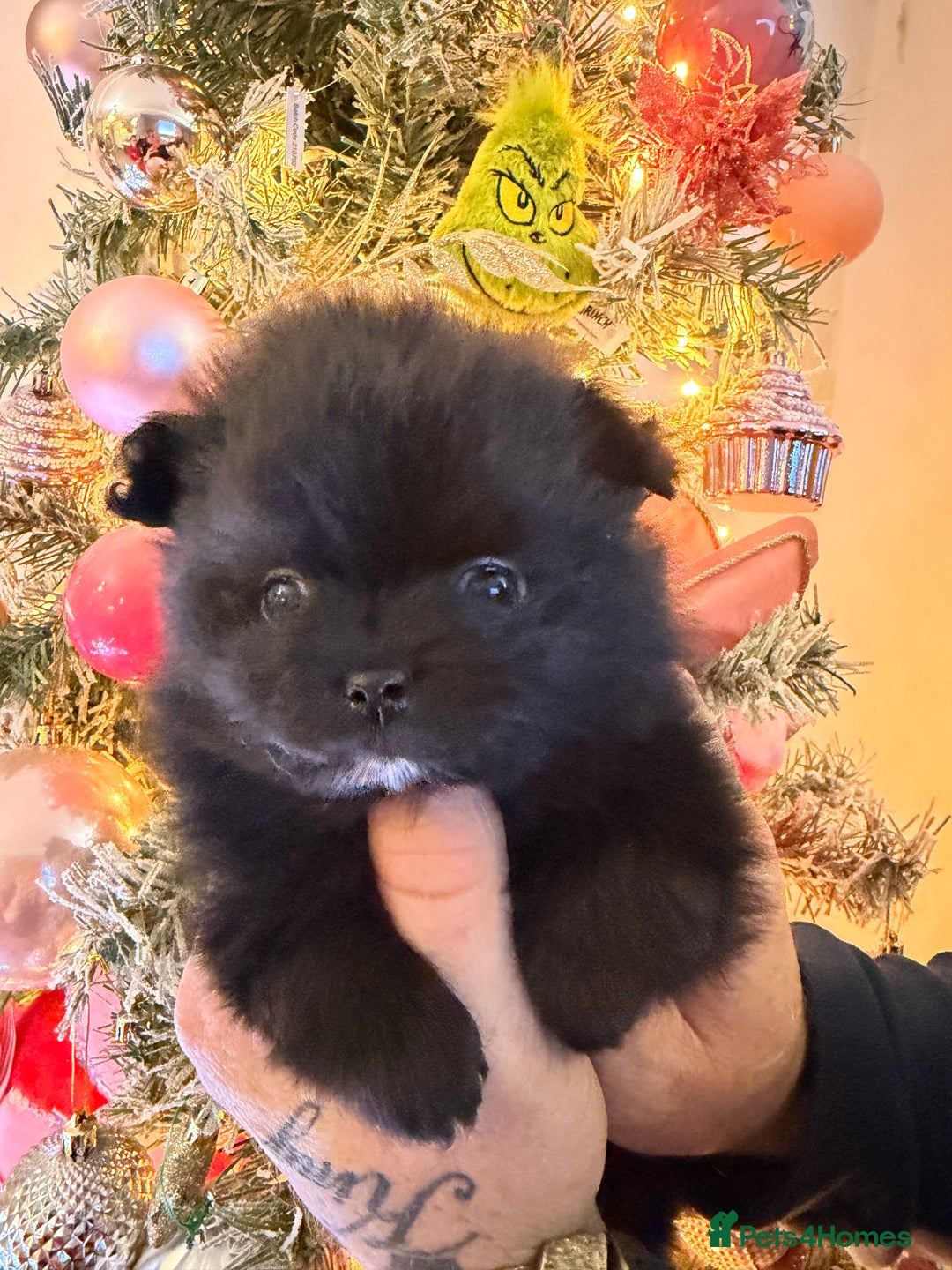 Pomeranian dogs for sale: Pomeranian puppys  - Advert 8