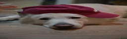 White Swiss Shepherd dogs for sale: KC registerd Well-Trained White Swiss Shepherd - Advert 14