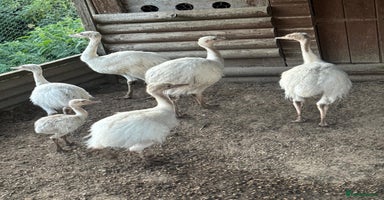 Emus poultry - Advert 7