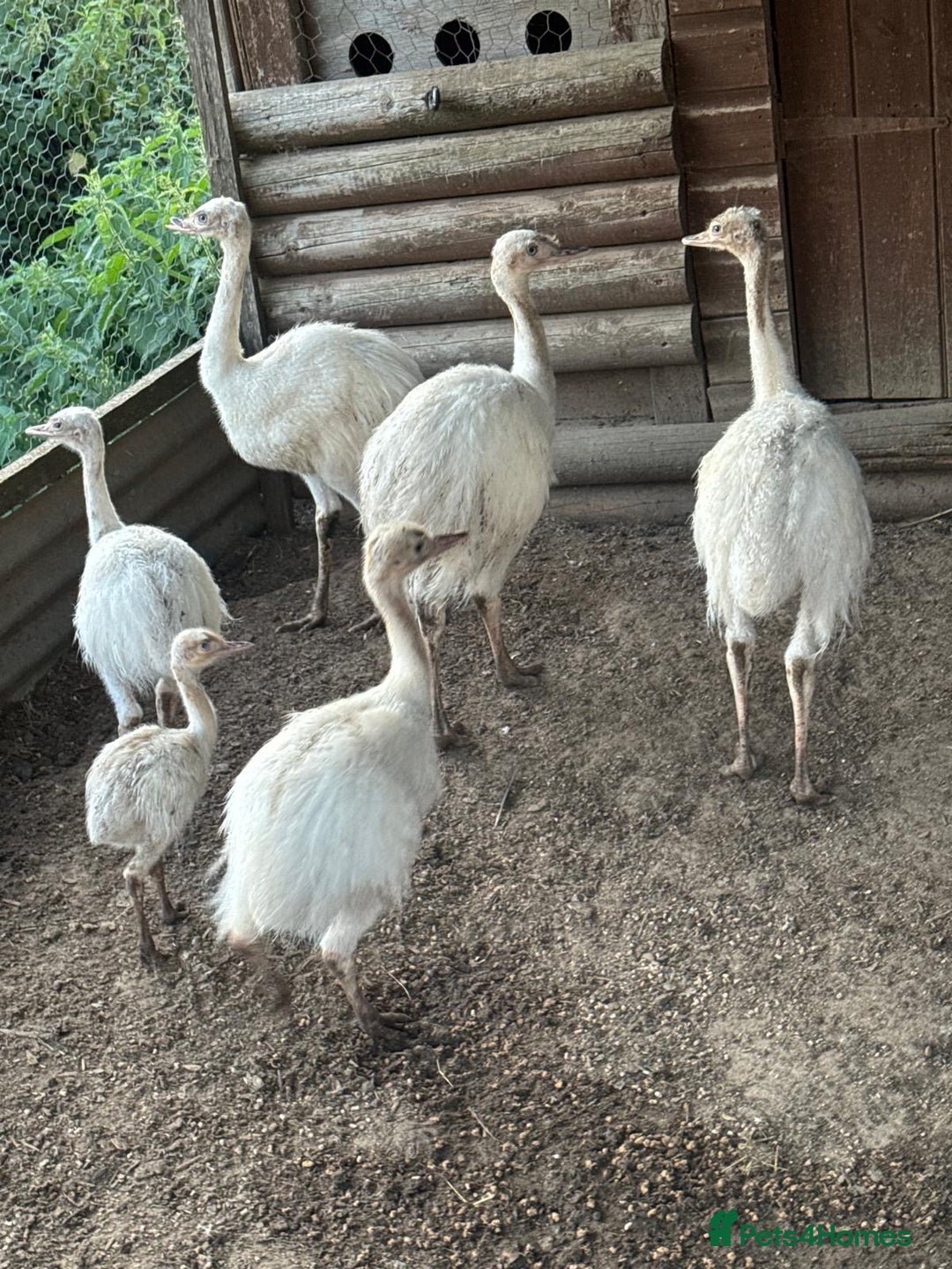 Emus poultry for sale: Rhea white feathered - Image 2