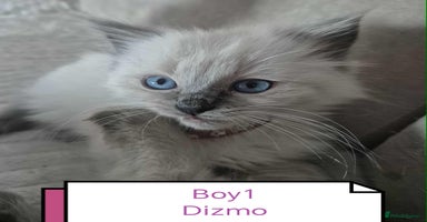 Ragdoll cats Beautiful ragdolls  - Advert 2