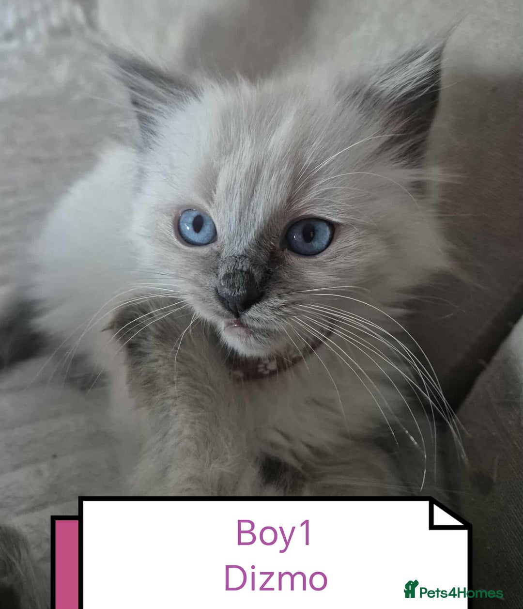 Ragdoll cats for sale: Beautiful ragdolls  - Advert 3