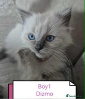 Ragdoll cats Beautiful ragdolls - Advert 5