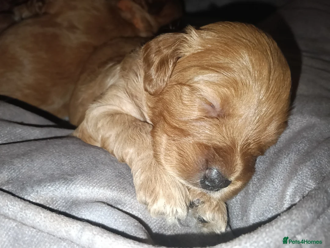 Cockapoo dogs for sale: F1b Miniature Cockapoo Puppies – Ready 1st May 🐾 in Chesterfield - Advert 2