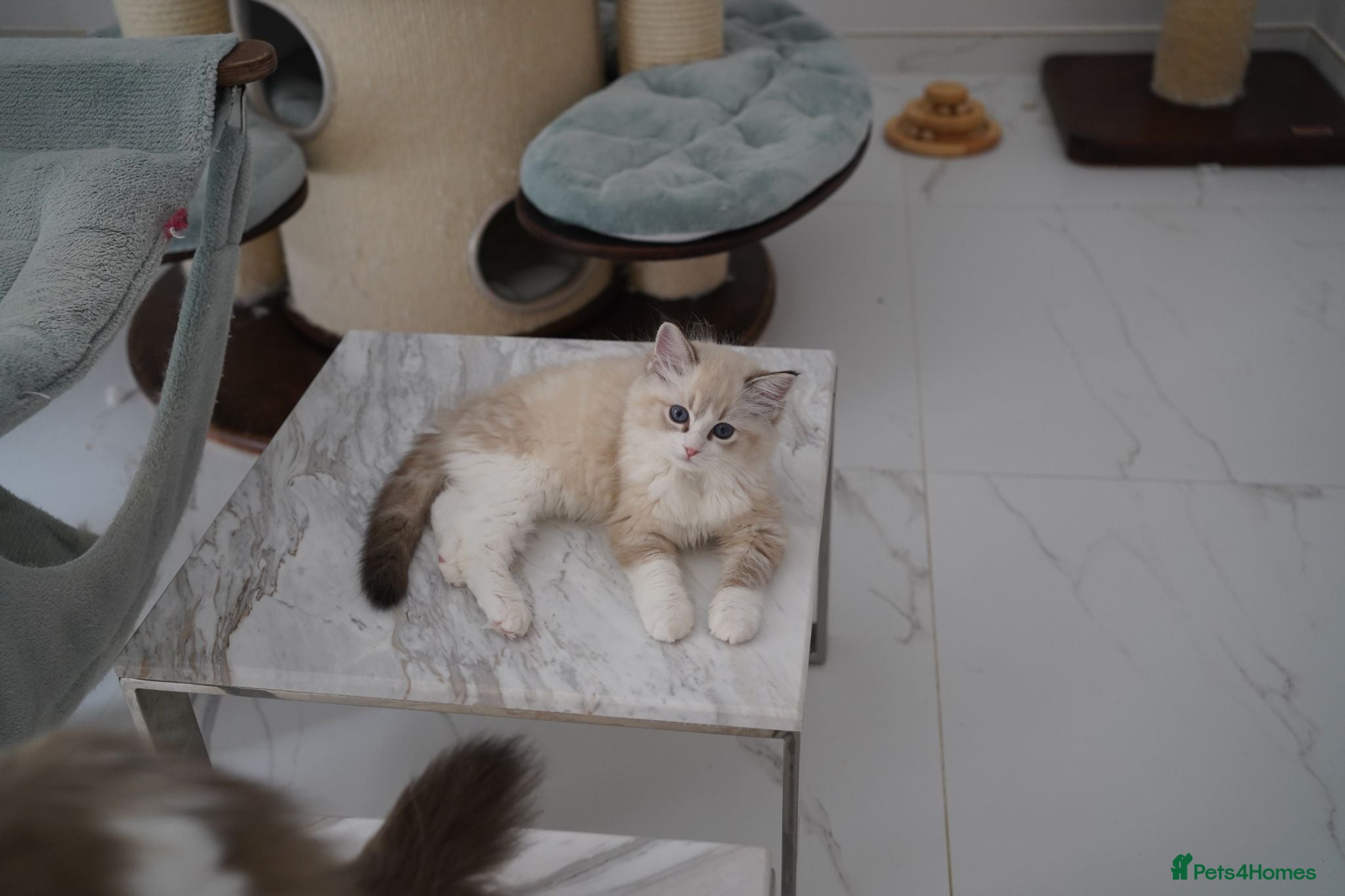 Ragdoll cats TICA registered kittens - Advert 5