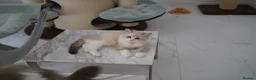Ragdoll cats for sale: TICA registered kittens - Advert 1
